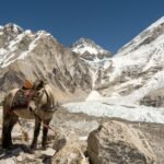 World Nomads vs SafetyWing travel insurance
